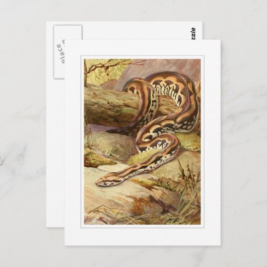 Madagaskar Boa Briefkaart (Voorkant / Achterkant)