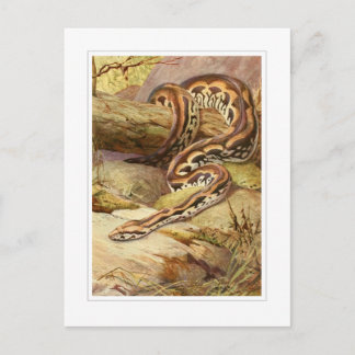 Madagaskar Boa Briefkaart