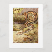 Madagaskar Boa Briefkaart (Voorkant)