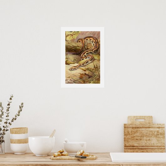 Madagaskar Boa Poster (Keuken)