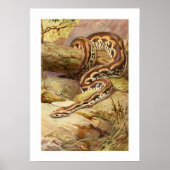 Madagaskar Boa Poster (Voorkant)
