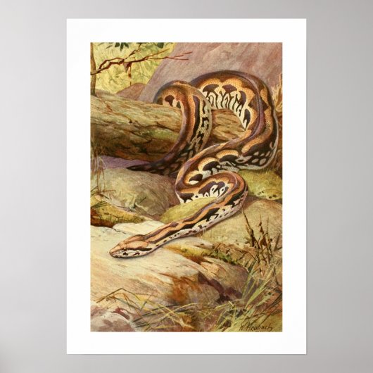 Madagaskar Boa Poster (Voorkant)