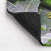 Madagaskar-daggekko Muismat (Hoek)