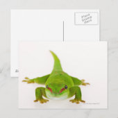 Madagaskar-daggekko (Phelsuma madagascariensis) Briefkaart (Voorkant / Achterkant)