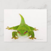 Madagaskar-daggekko (Phelsuma madagascariensis) Briefkaart (Voorkant)