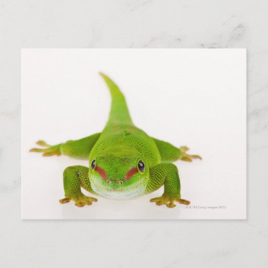 Madagaskar-daggekko (Phelsuma madagascariensis) Briefkaart (Voorkant)