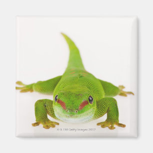 Madagaskar-daggekko (Phelsuma madagascariensis) Magneet