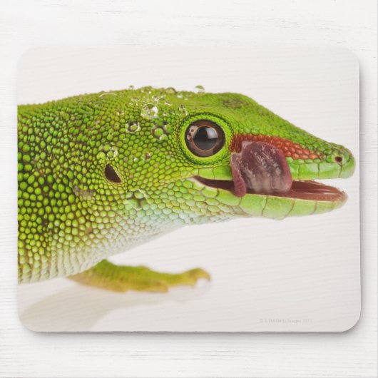 Madagaskar-daggekko (Phelsuma madagascariensis) Muismat (Voorkant)
