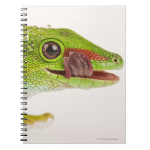Madagaskar-daggekko (Phelsuma madagascariensis) Notitieboek