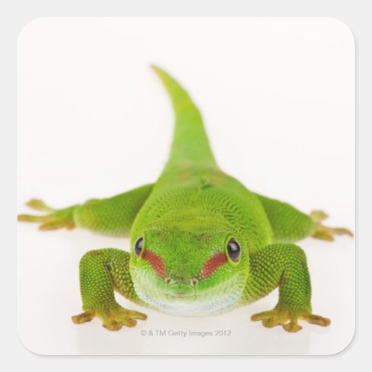 Madagaskar-daggekko (Phelsuma madagascariensis) Vierkante Sticker (Voorkant)