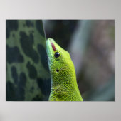 Madagaskar-daggekko Poster (Voorkant)