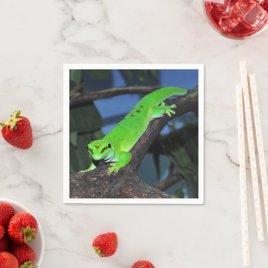 Madagaskar-daggekko Servet (Insitu)