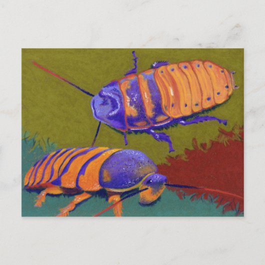 Madagaskar Hissers - Cockroaches Briefkaart (Voorkant)