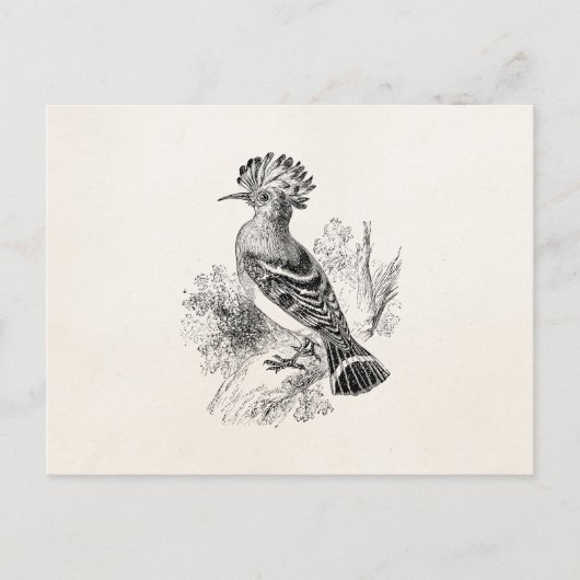  Madagaskar Hoopoe Bird Personalized Birds Briefkaart (Voorkant)