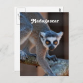 Madagaskar Lemur Briefkaart (Voorkant / Achterkant)