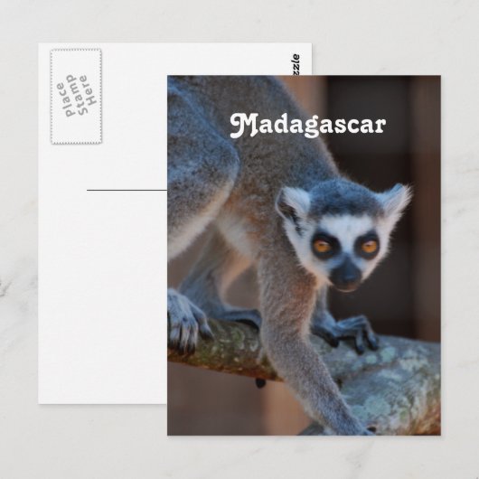 Madagaskar Lemur Briefkaart (Voorkant / Achterkant)