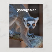 Madagaskar Lemur Briefkaart (Voorkant)