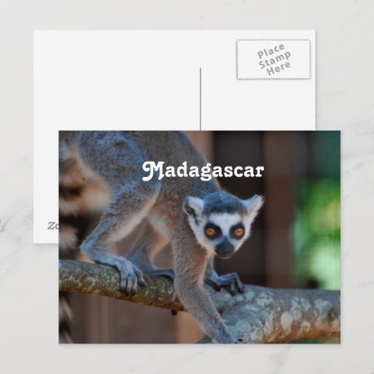 Madagaskar Lemur Briefkaart (Voorkant / Achterkant)