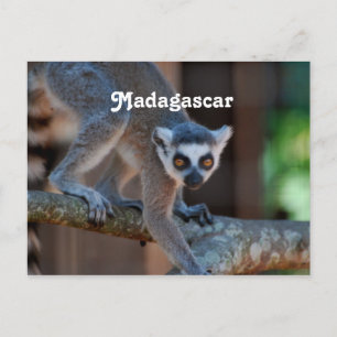 Madagaskar Lemur Briefkaart