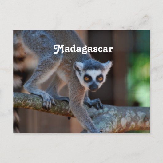 Madagaskar Lemur Briefkaart (Voorkant)