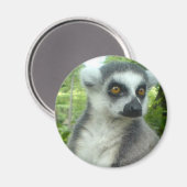 Madagaskar Lemur ronde magneet (Voorkant / Achterkant)