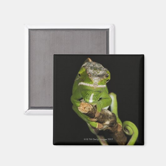 Madagaskar Magneet (Voorkant / Achterkant)