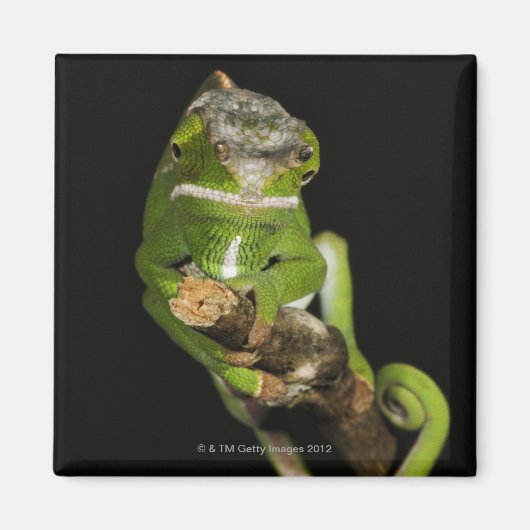 Madagaskar Magneet (Voorkant)