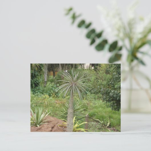 Madagaskar Palm Briefkaart (Staand voorkant)