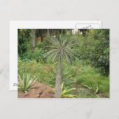 Madagaskar Palm Briefkaart (Voorkant / Achterkant)