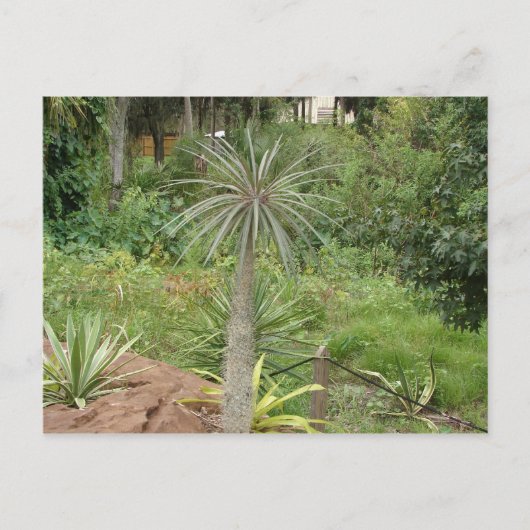 Madagaskar Palm Briefkaart (Voorkant)