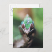 Madagaskar, Rode bar Panther Chameleon Briefkaart (Voorkant / Achterkant)
