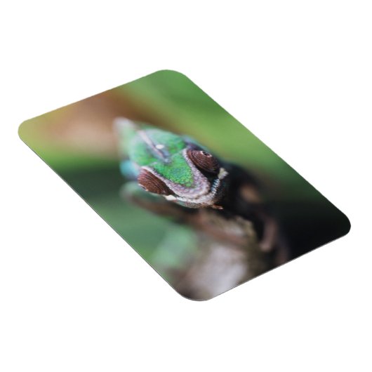 Madagaskar, Rode bar Panther Chameleon Magneet (Rechterzijde)