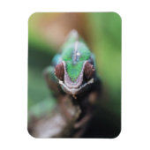 Madagaskar, Rode bar Panther Chameleon Magneet (Verticaal)