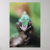 Madagaskar, Rode bar Panther Chameleon Poster (Voorkant)