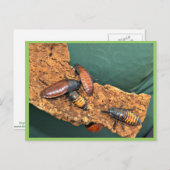 Madagaskar sans kakkerlakken briefkaart (Voorkant / Achterkant)