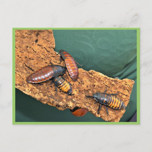 Madagaskar sans kakkerlakken briefkaart (Voorkant)