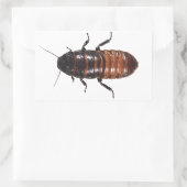 Madagaskar sissende kakkerlak rechthoekige sticker (Tas)