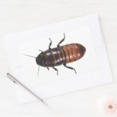 Madagaskar sissende kakkerlak rechthoekige sticker (Envelop)