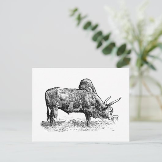 Madagaskar Zebu Briefkaart (Staand voorkant)