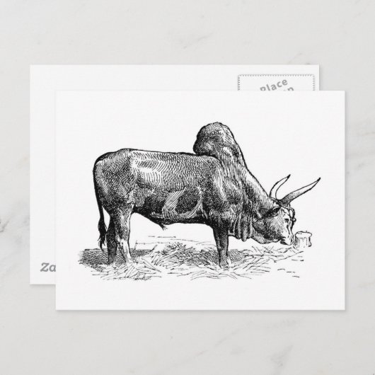 Madagaskar Zebu Briefkaart (Voorkant / Achterkant)