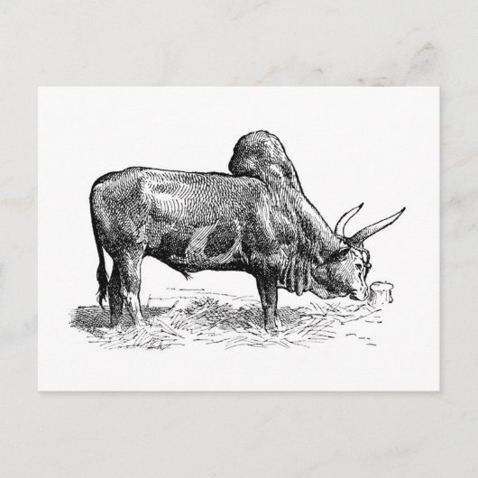 Madagaskar Zebu Briefkaart (Voorkant)