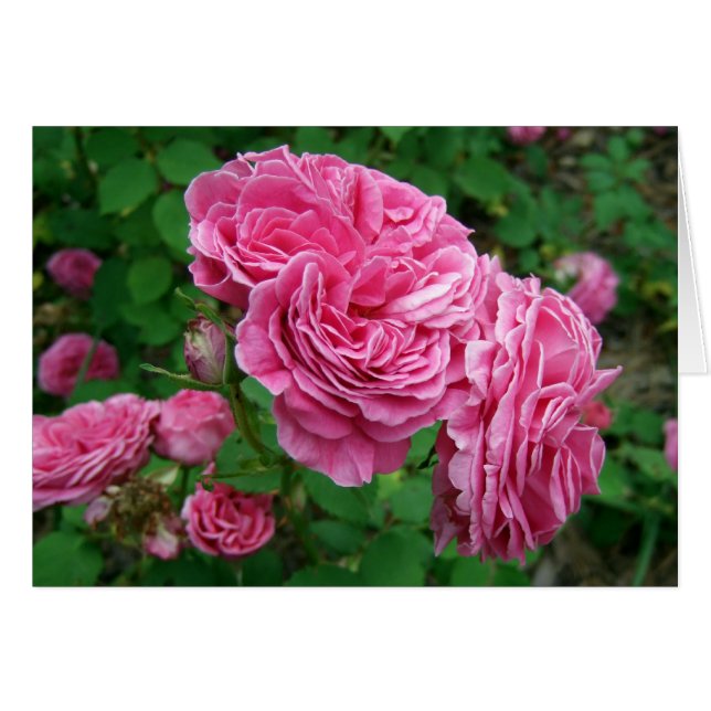 Madame Isaac Pereire (Voorkant Horizontaal)