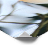 Madarin Duck Poster (Hoek)