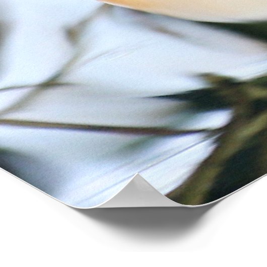 Madarin Duck Poster (Hoek)