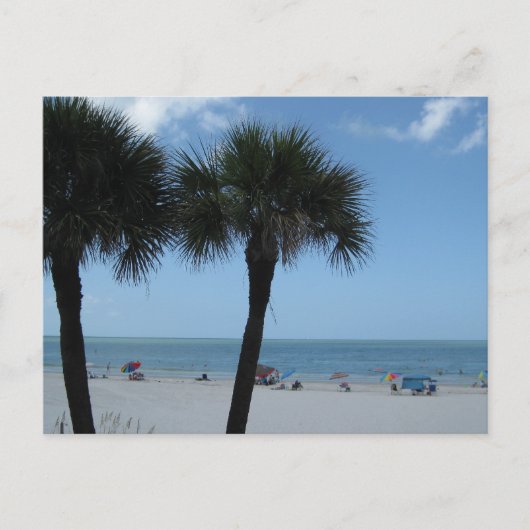 Madeira Beach Palms Briefkaart (Voorkant)