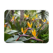 Madeira - Birds of Paradise Magneet (Horizontaal)