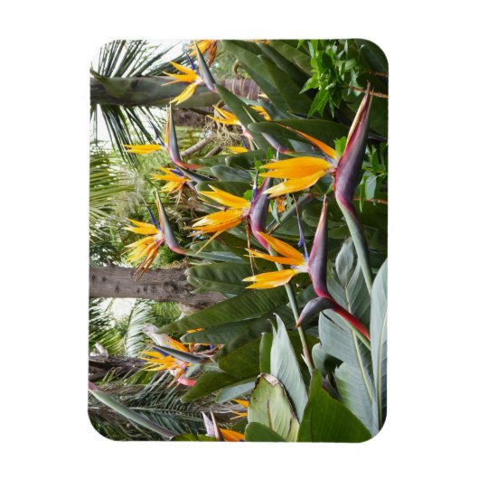 Madeira - Birds of Paradise Magneet (Verticaal)
