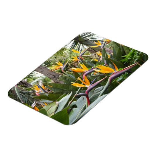 Madeira - Birds of Paradise Magneet (Linkerzijde)
