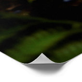 Madeira Funchal Botanische Tuin Portugal Poster (Hoek)