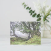 Madeira - Laurel-boom in het mist briefkaart (Staand voorkant)